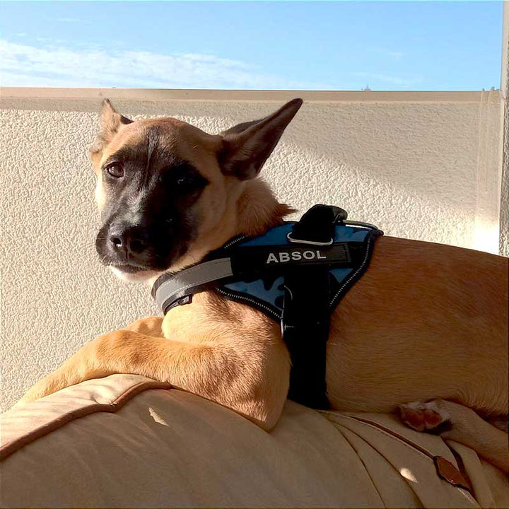 TailorPaws: Ultimate Dog Harness - HAX Essentials - pets - dog lounging
